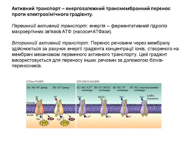 Активний транспорт – енергозалежний трансмембранний перенос проти електрохімічного градієнту.   Первинний активний транспорт: